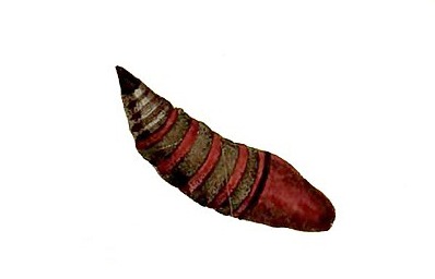 Chrysalide du Sphinx gazé