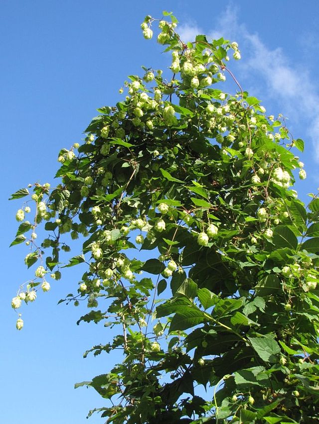 Houblon (Humulus lupulus) 