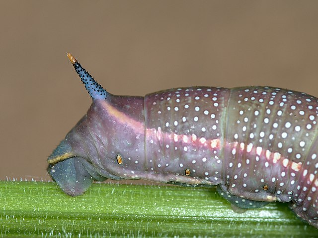scolus bleu avec la petite pointe jaune du Moro sphinx