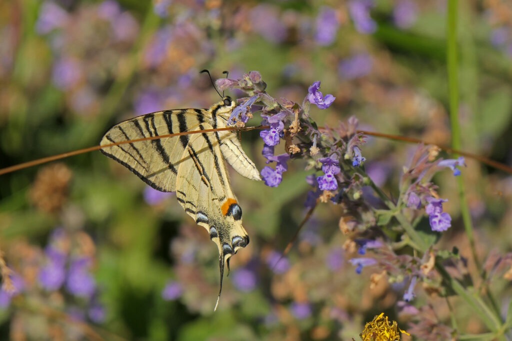 Flambé sur fleurs de Nepeta 
