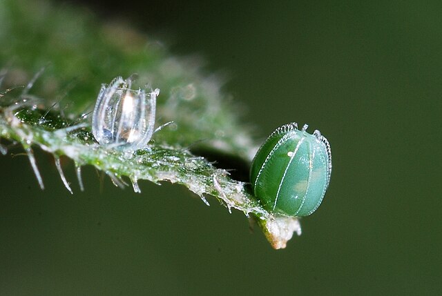 Oeuf de Polygonia c album sur une feuille d'ortie
