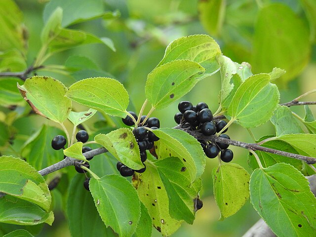 nerprun purgatif (Rhamnus cathartica)