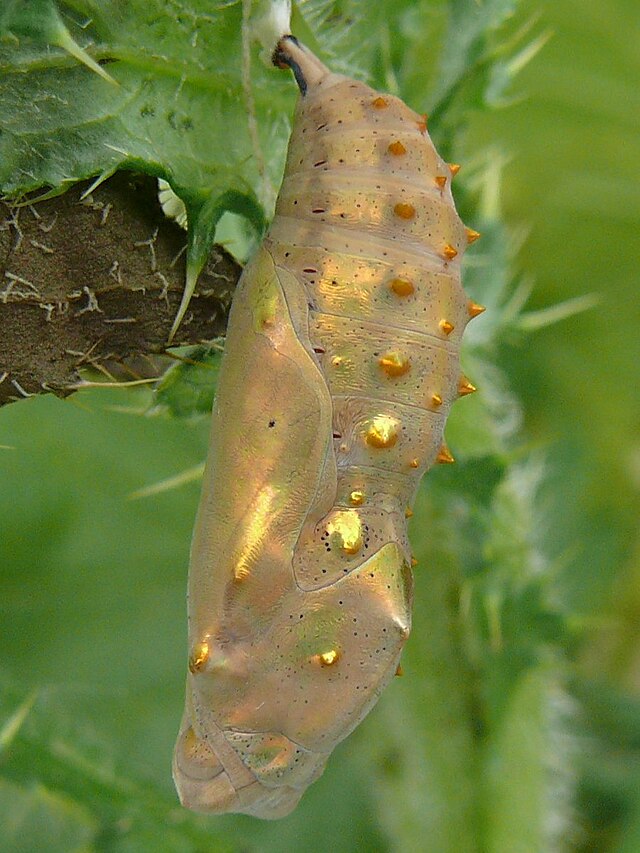 Chrysalide de vanessa cardui