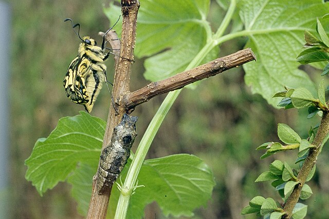 Émergence du Machaon 