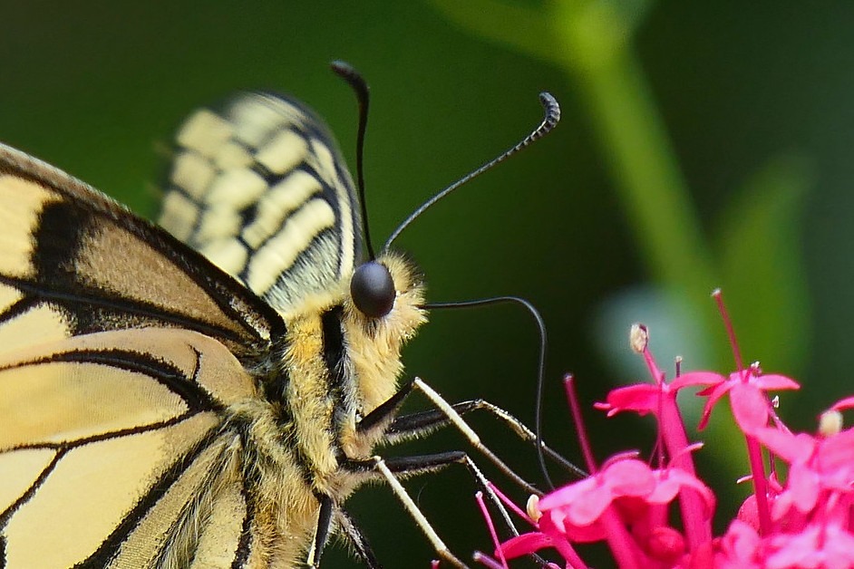 Les gros yeux et les antennes du Machaon 