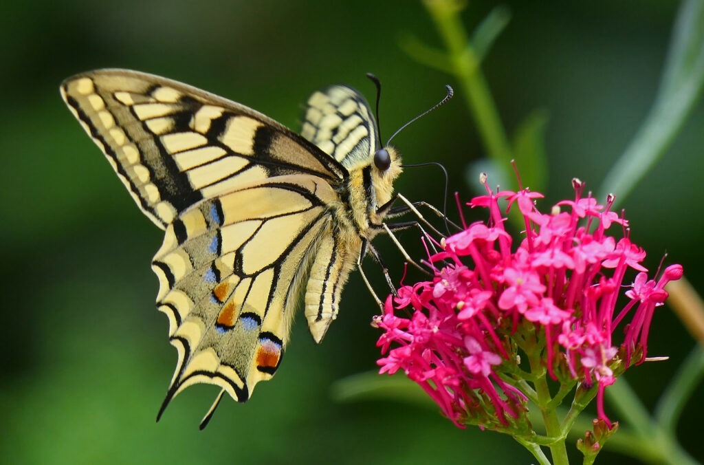 Machaon mâle