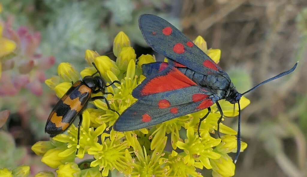 Mylabre et Zygène de la filipendule. Le Mylabre est lui dangereux puisqu'il contient de la cantharine, une substance très toxique