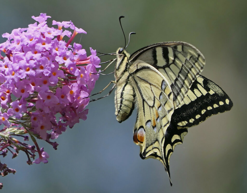 Machaon femelle 