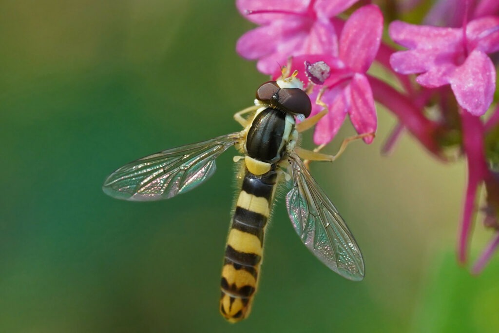 La syrphe porte plume revêt la tenue aposématique jaune et noire pour faire croire est une guêpe et profiter de la peur que cette dernière provoque