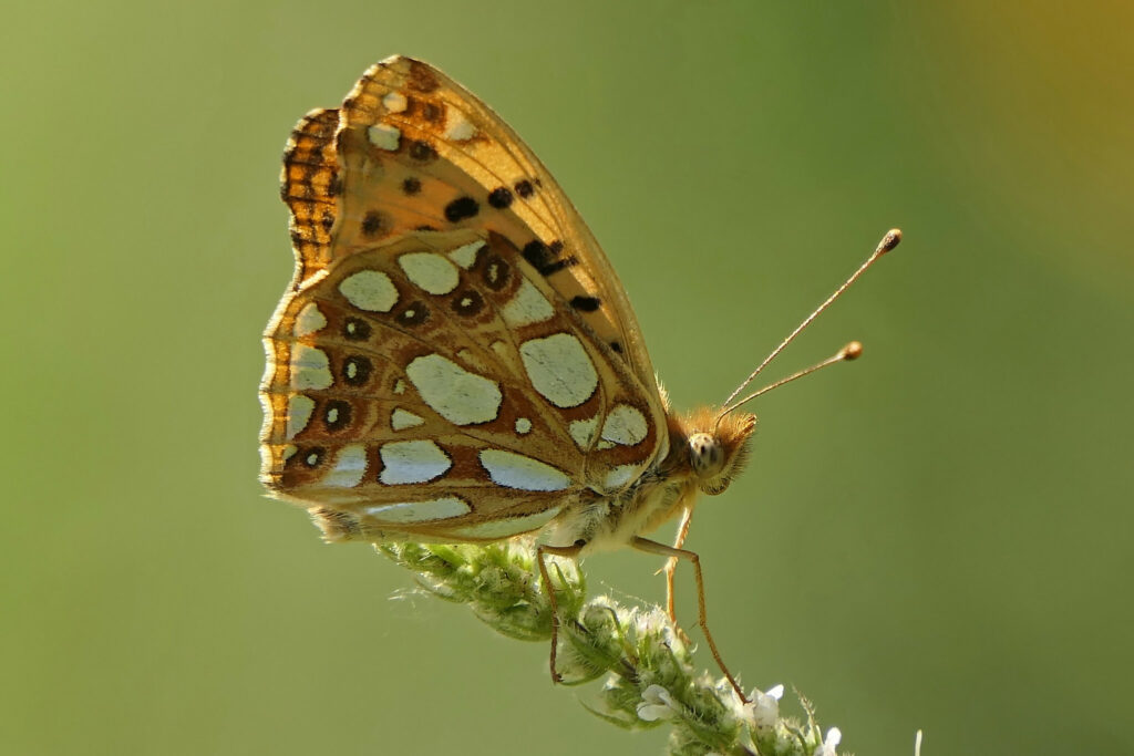 Petit nacré (Issoria lathonia)avec les taches rondes nacrés