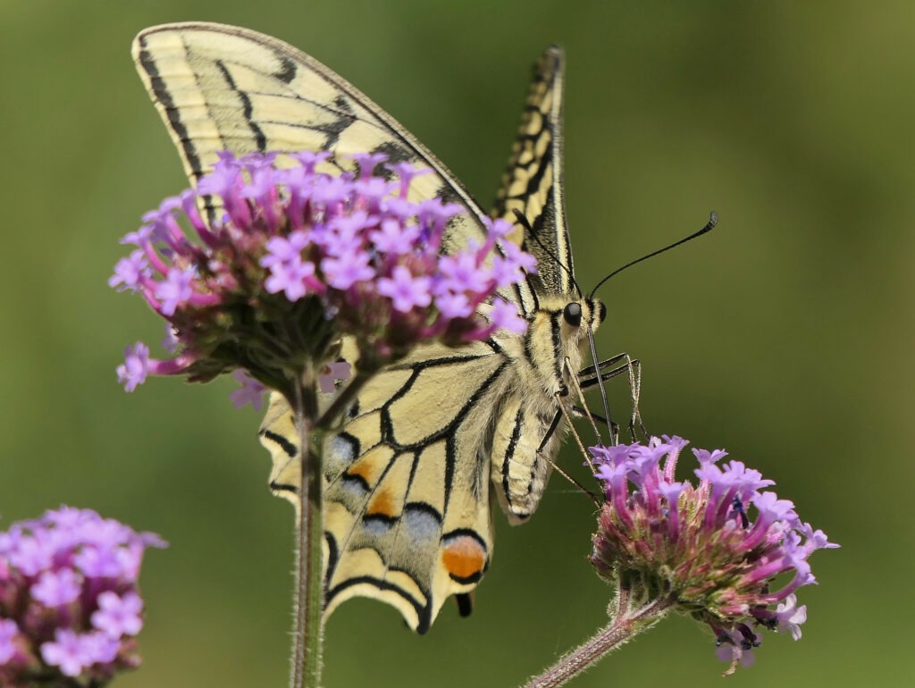 Machaon sur verveine de Buenos Aires