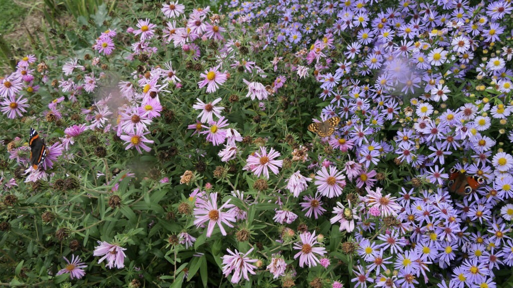 De nombreux papillons apprécient les asters . On peut voir ici à gauche un Vulcain , au milieu Tircis et à droite un Paon du jour.