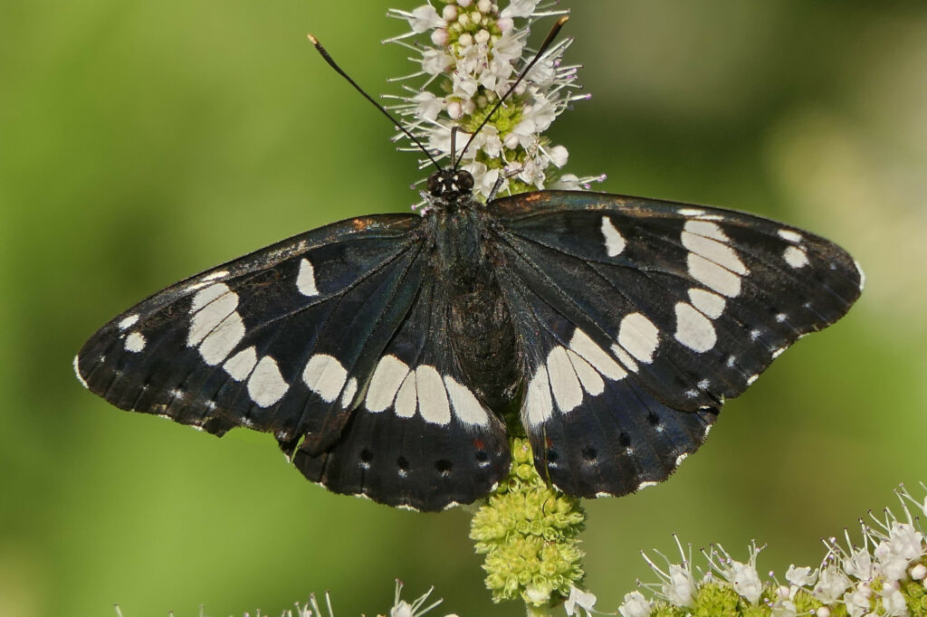 Sylvain azuré qui butine une fleur