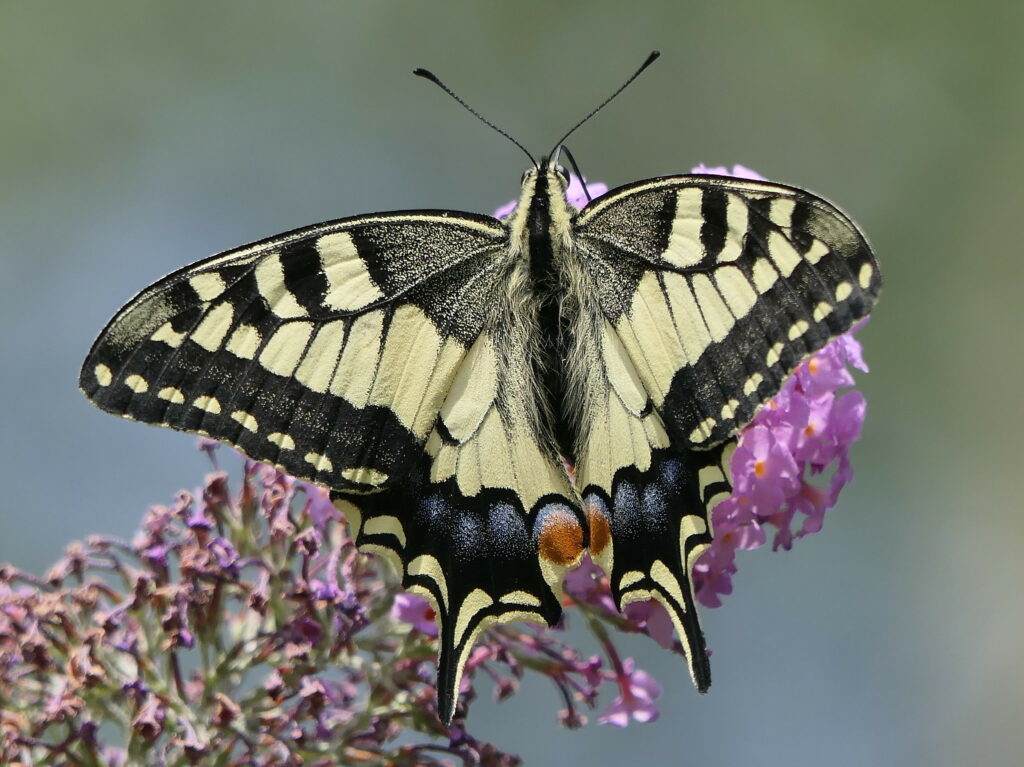 Machaon (papillio machaon)