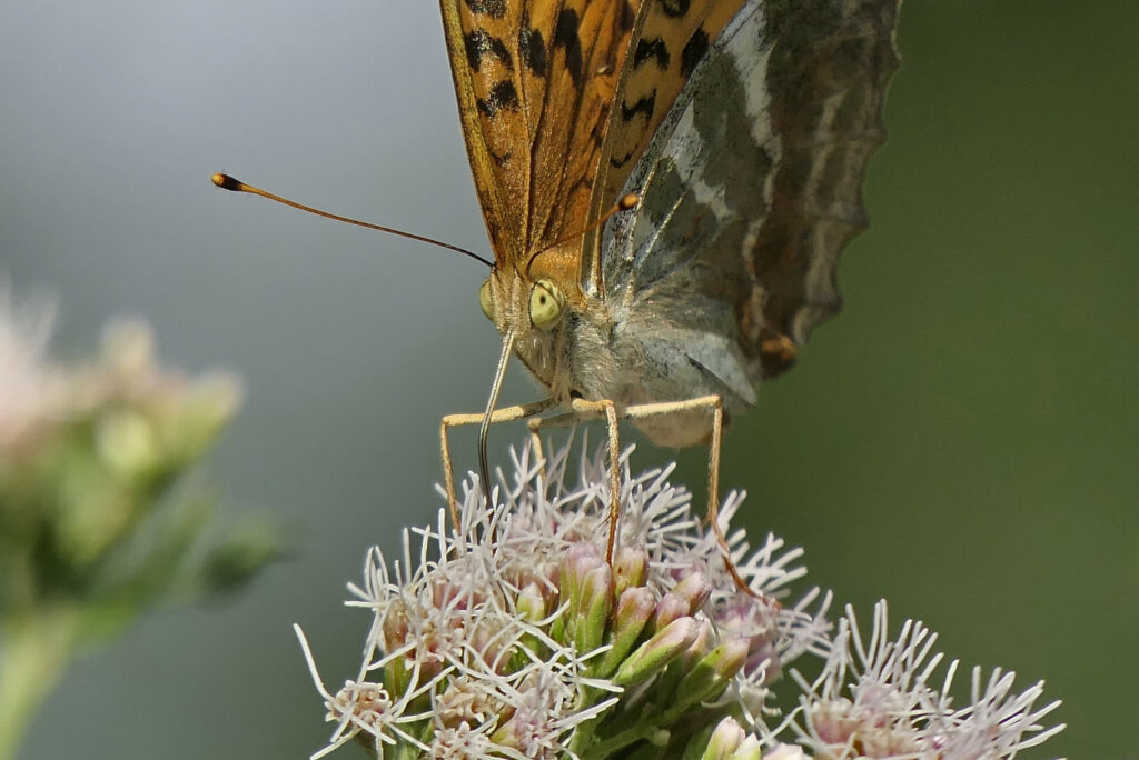 Tabac d'Espagne mâle qui butine une fleur d' Eupatoire à feuille de chanvre