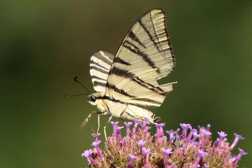 Le vieux flambé pas intimidé