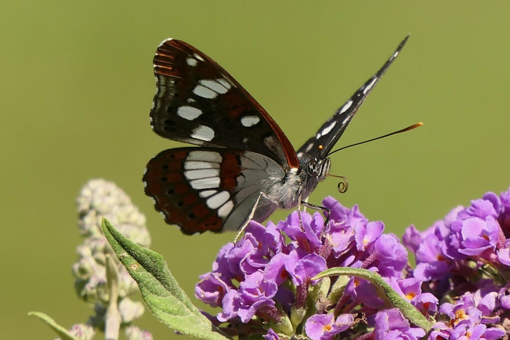 Le sylvain azuré très territorial