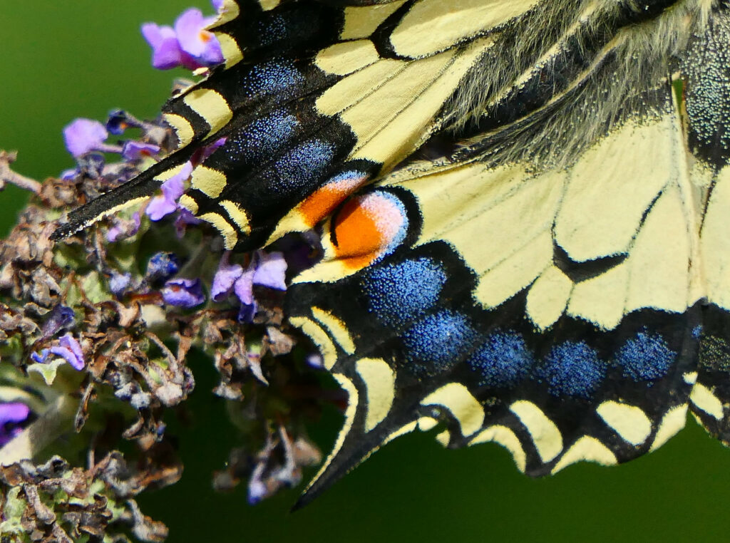 La ligne submarginale poudrée de bleu.