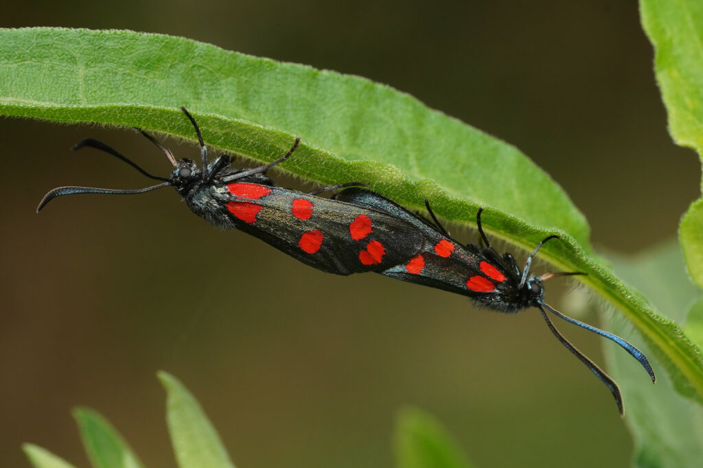 Accouplement de zygènes de la filipendule