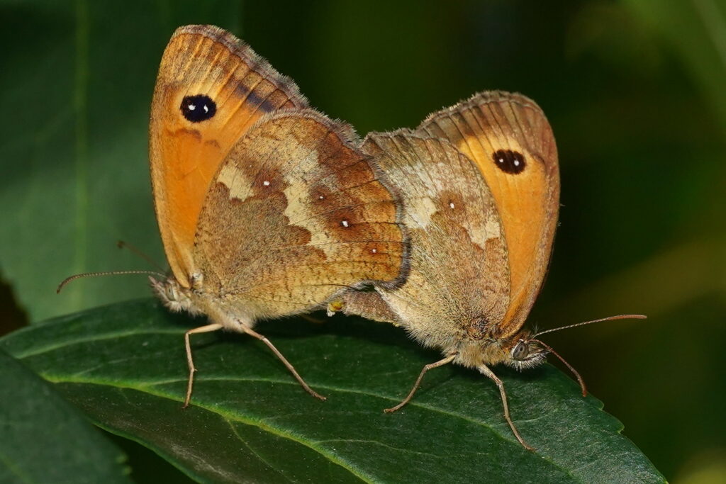 Accouplement d'amaryllis. la femelle , plus grande que le mâle  se trouve à gauche .