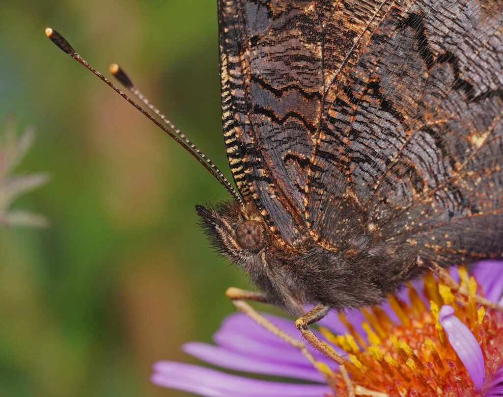 Gros plan sur les yeux et les antennes de l'Aglais io