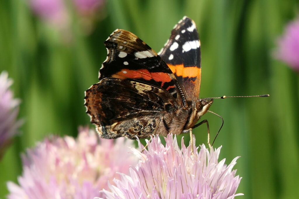 Vulcain qui butine une fleur de ciboulette