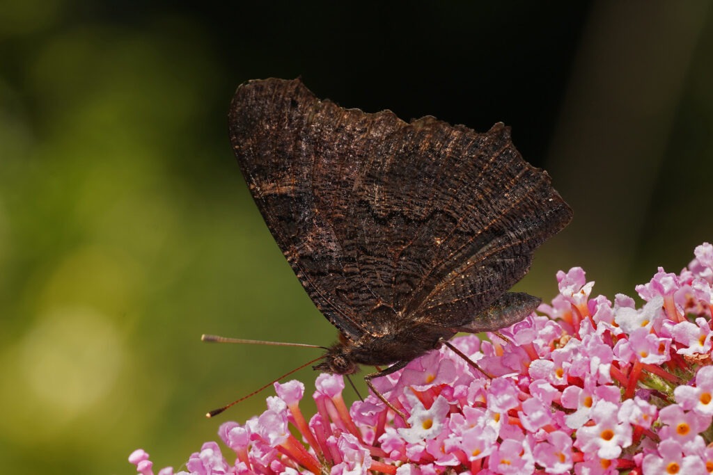 Le revers des ailes cryptique du Paon du Jour 