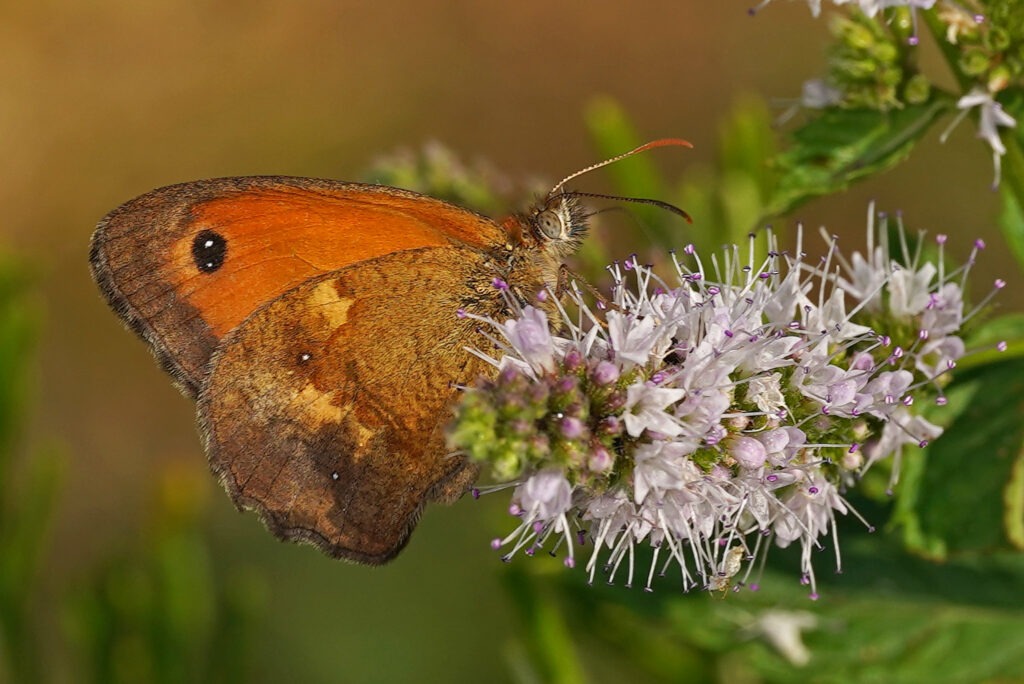 Amarillys (Pyronia titho