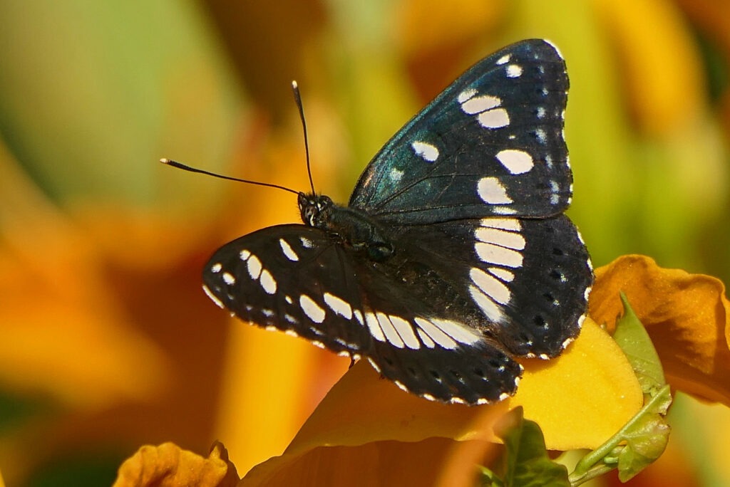 les reflets bleutés du sylvain azuré