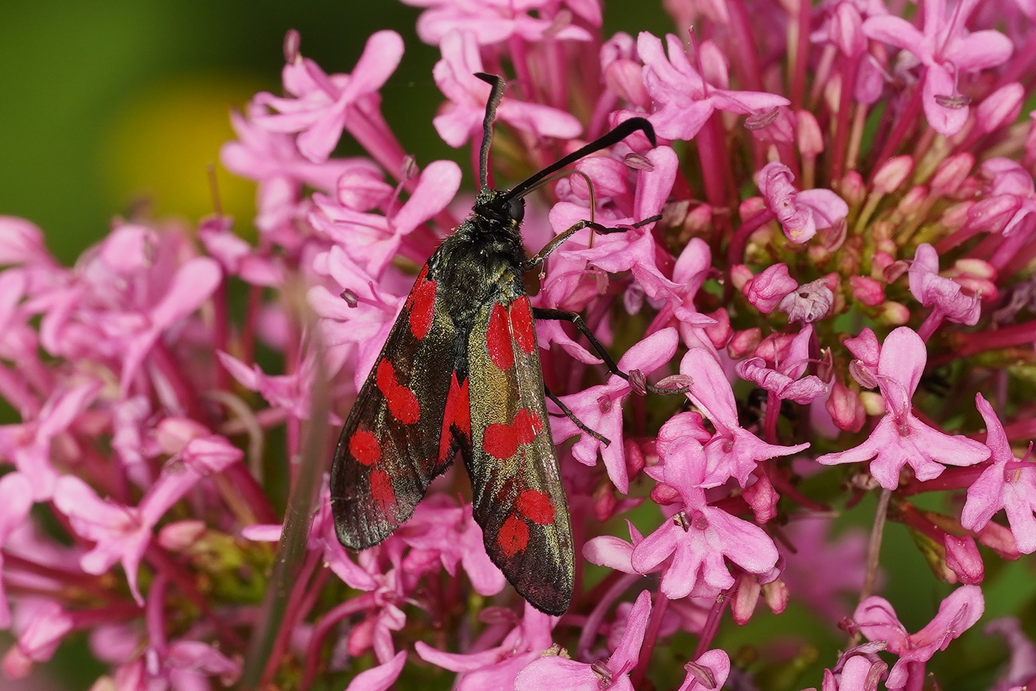 Zygène de la filipendule qui butine une centranthe rouge