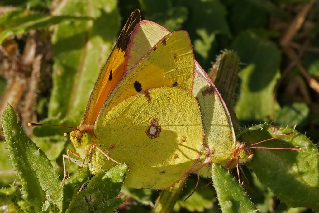 Accouplement de soucis (Colias crocea)