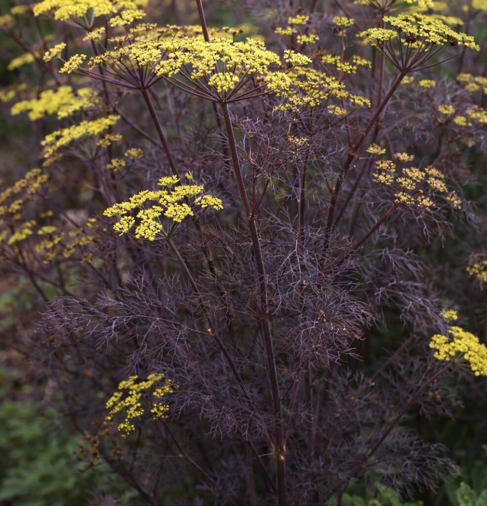 Fenouil bronze (Foeniculum vulgare 'Purpureum').
