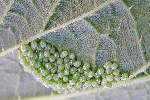 Oeufs de Paon du jour