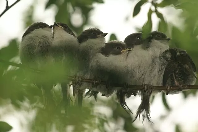 Orites à longues queues juvéniles sur une branche 