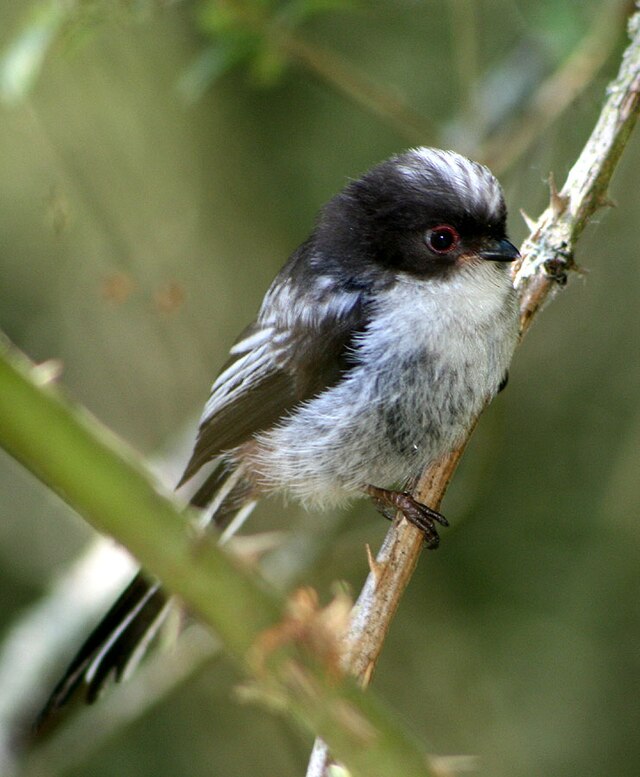 Orite à longue queue juvénile