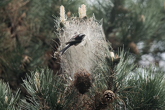 Orite à logue queue qui récolte des fils de soie 