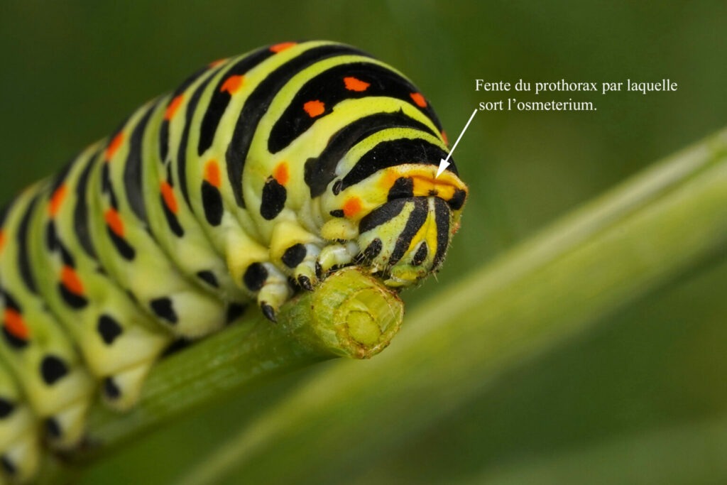 Fente du prothorax par lequel sot l'osmeterium.