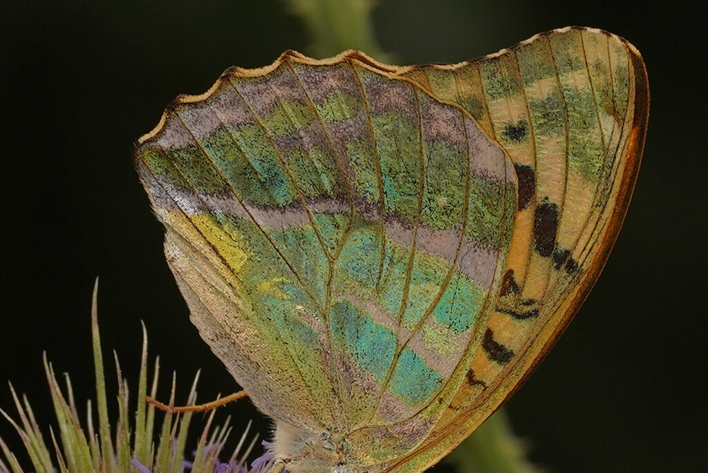Le revers  vert olive des ailes postérieures du Tabac d'Espagne