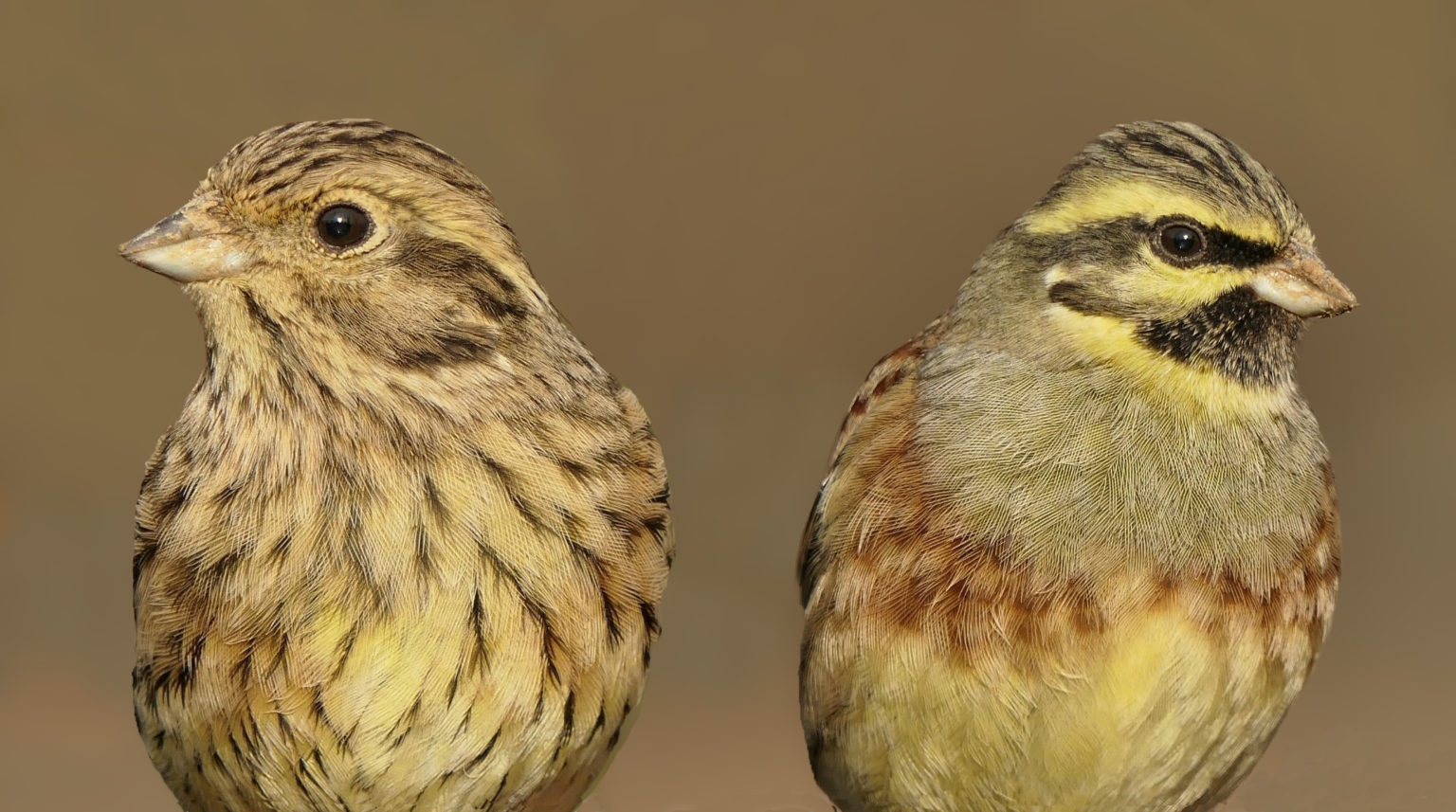 Dimorphisme sexuel le jardin des oiseaux