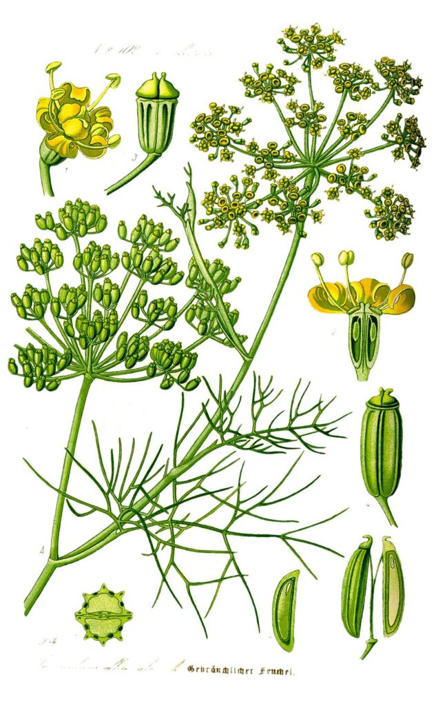 Fenouil commun (Foeniculum vulgare)