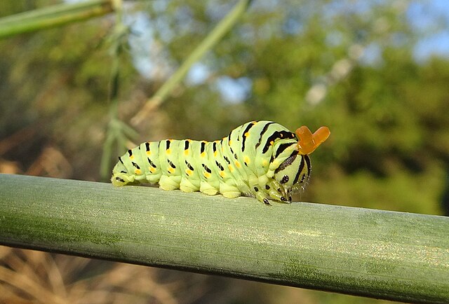 Osmetérium de la chenille
