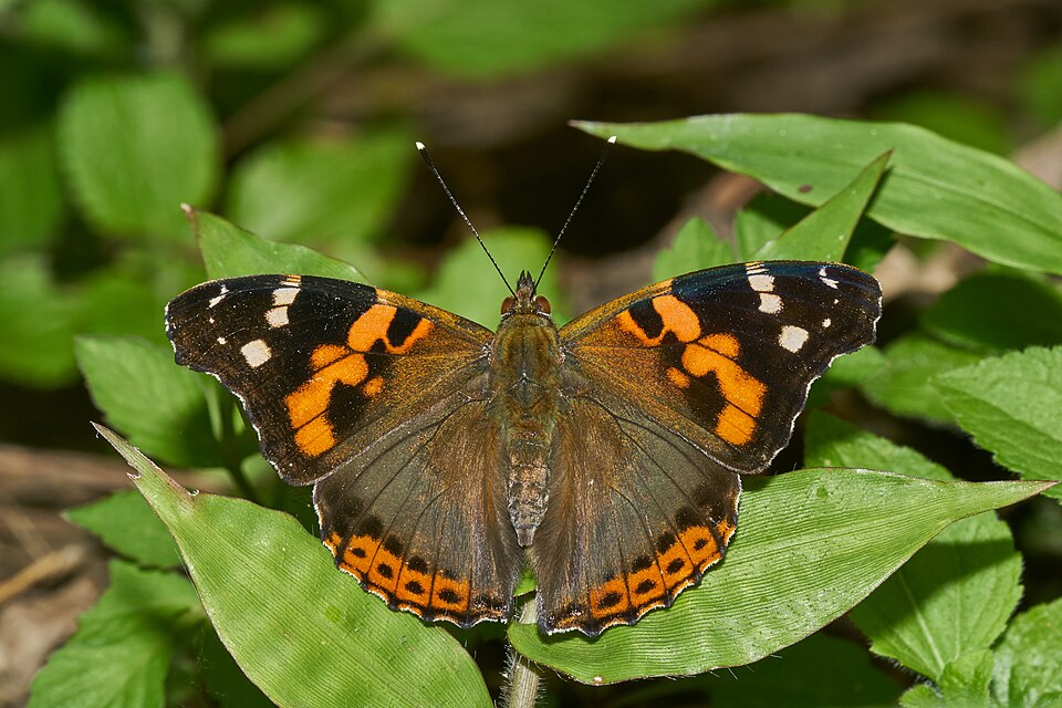 Dessus des ailes du Vanessa indica ou le vulcain indien