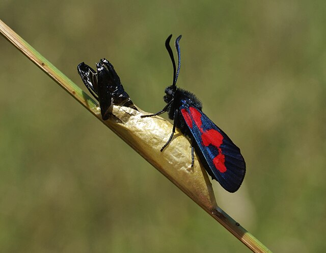 Le papillon vient de sortir de la chrysalide qui dépasse du cocon
