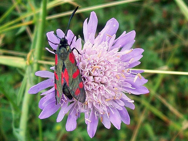 Zygène de la filipendule sur scabieuse