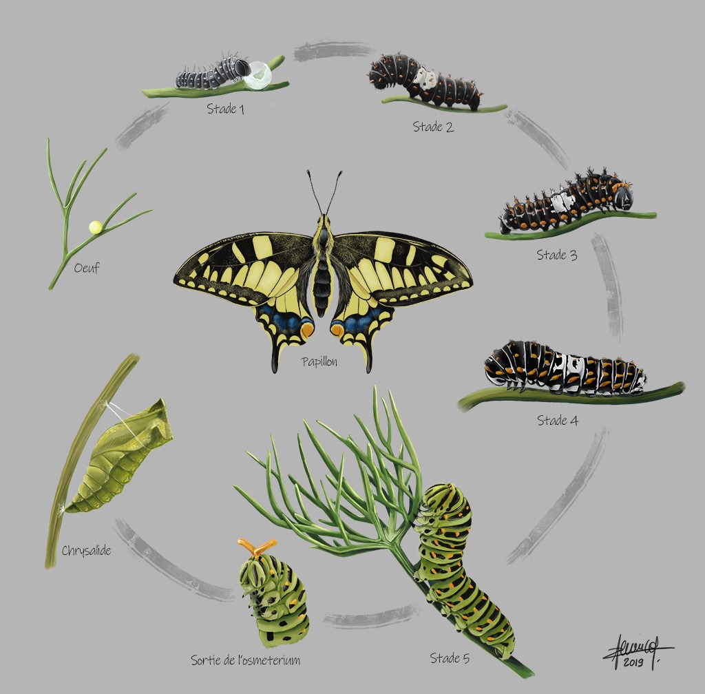 Illustration du cycle de vie du Machaon