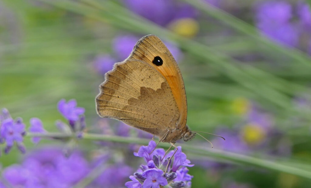 Le Myrtil (Maniola jurtina)