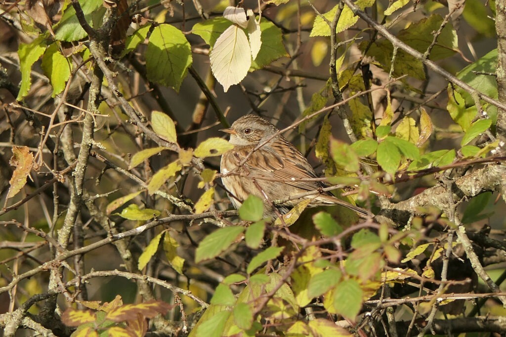 Accenteur mouchet qui fait une pause sans un arbuste