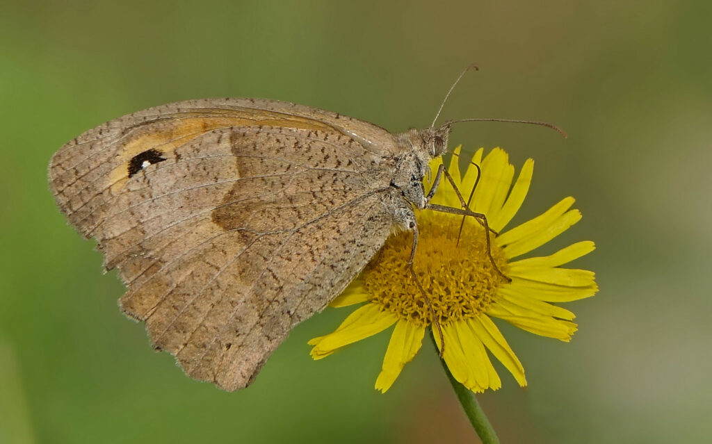 Myrtil sur Pulicaire dysentérique