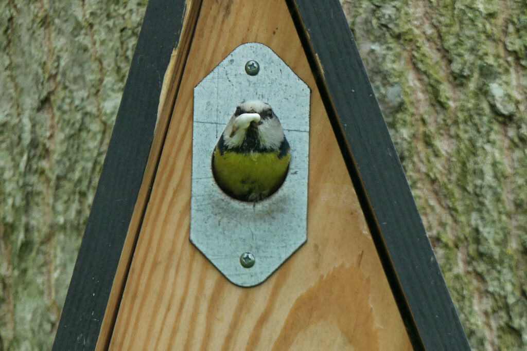 Mésange bleue adulte extrait le sac fécal du nichoir