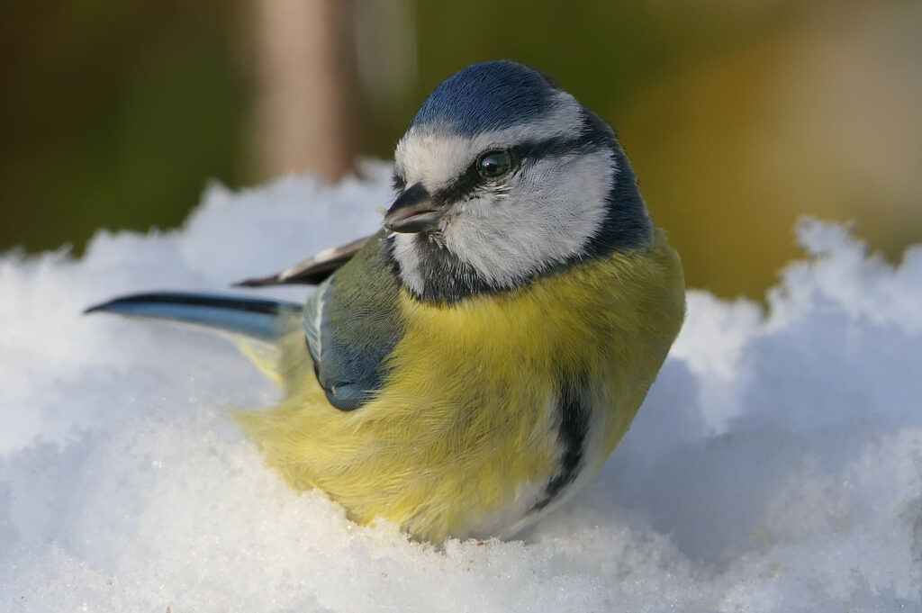 Mésange bleue dans la neige